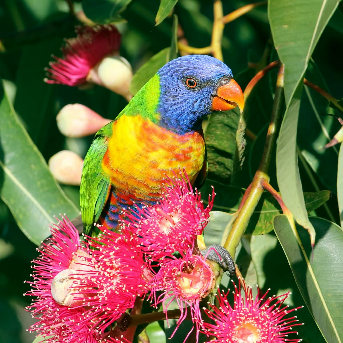 A rainbow lorikeet perched among pink flowering gum blossoms