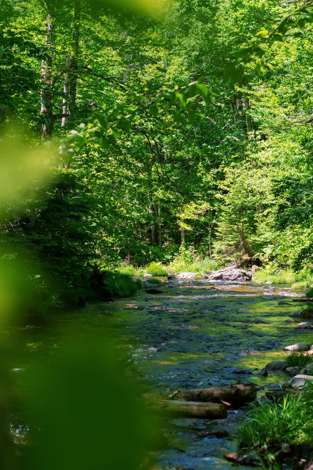 A sunlit stream running through dense green forest