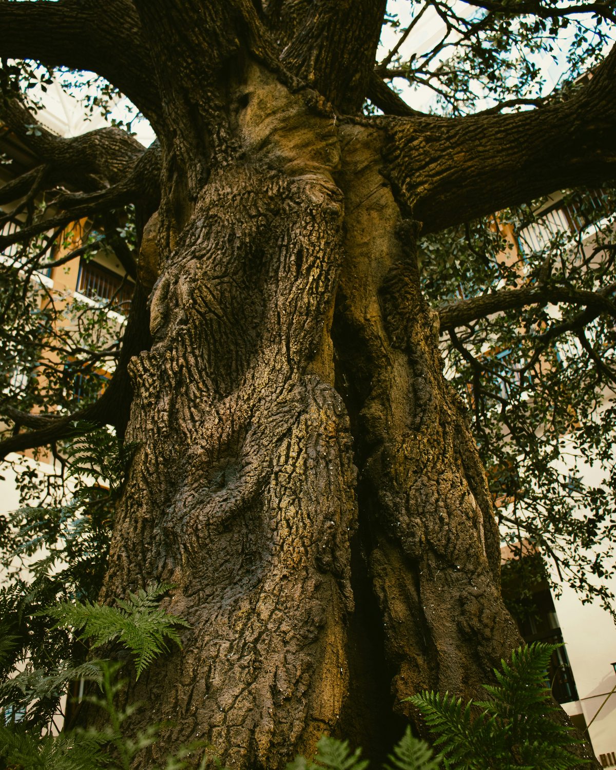 Looking up the trunk of an old, deeply furrowed tree with ferns growing at its base