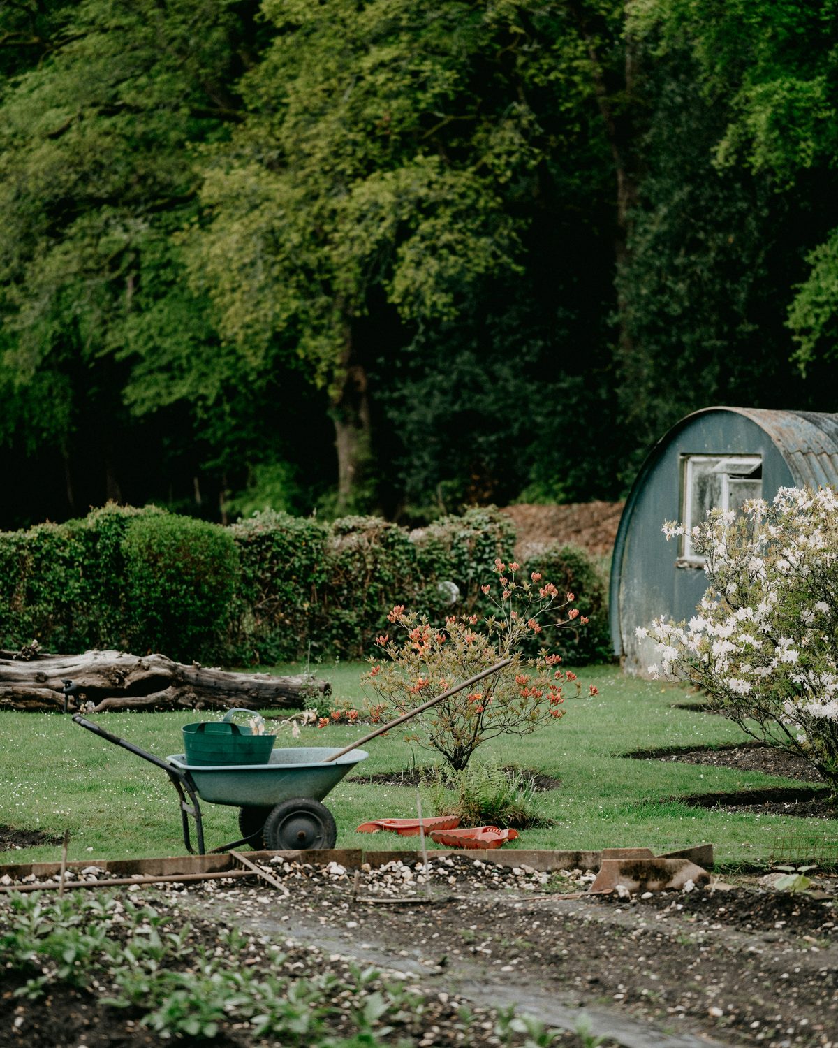 A wheelbarrow and flowering shrub in a tended garden, with a curved-roof shed at the edge of the lawn