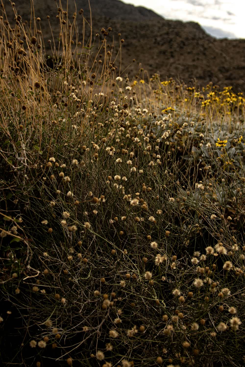 Dry grasses and wildflowers on a hillside under a cloudy sky